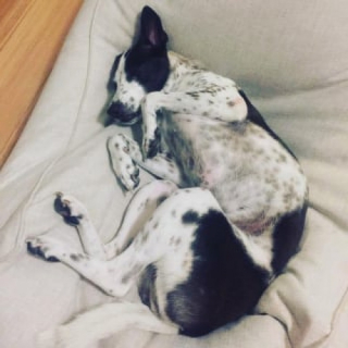 Illustration de l'article : Après 6 ans de périple et d’énormes dépenses, cette chienne a enfin pu rentrer chez ses propriétaires