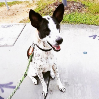 Illustration de l'article : Après 6 ans de périple et d’énormes dépenses, cette chienne a enfin pu rentrer chez ses propriétaires