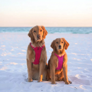 Illustration de l'article : Ce Golden Retriever solitaire explose de joie quand il apprend qu’il va avoir un nouvel ami (vidéo)