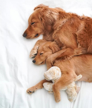 Illustration de l'article : Ce Golden Retriever solitaire explose de joie quand il apprend qu’il va avoir un nouvel ami (vidéo)