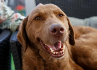 Illustration de l'article : Cette retraitée donne tout ce qu’elle a pour sauver son chien malade