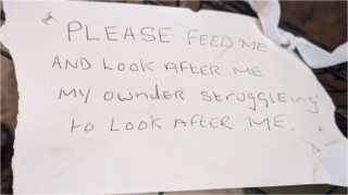 Illustration de l'article : Un chien à la patte déformée est retrouvé dans une cage avec un message émouvant