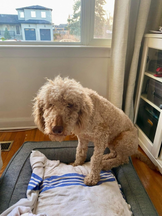 Illustration de l'article : Un chien errant est sauvé alors qu’il supporte plus de 2 kilogrammes de poils noués