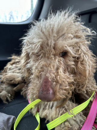 Illustration de l'article : Un chien errant est sauvé alors qu’il supporte plus de 2 kilogrammes de poils noués