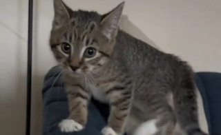 Illustration de l'article : Ce chaton vivant avec des chiens se met &agrave; aboyer comme eux (vid&eacute;o)