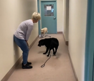 Illustration de l'article : 2 Labradors ins&eacute;parables sautent de joie en d&eacute;couvrant leur nouvelle famille (vid&eacute;o)