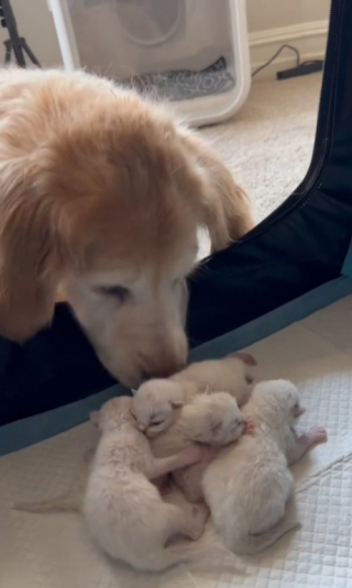 Illustration de l'article : Une Golden Retriever âgée devient la nounou d’une portée de chatons (vidéo)