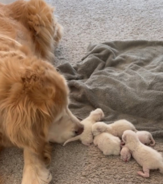 Illustration de l'article : Une Golden Retriever âgée devient la nounou d’une portée de chatons (vidéo)