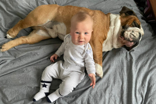 Illustration de l'article : Ce Bouledogue affectueux est devenu l’ange gardien d’un petit bébé
