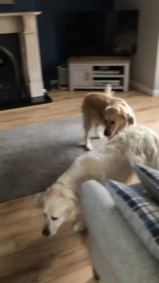 Illustration de l'article : Un Golden Retriever parcourt 65 kilomètres avant d’être retrouvé