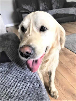 Illustration de l'article : Un Golden Retriever parcourt 65 kilomètres avant d’être retrouvé