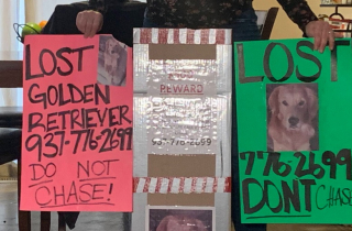 Illustration de l'article : Après 3 mois d’errance, un Golden Retriever retrouve enfin sa famille