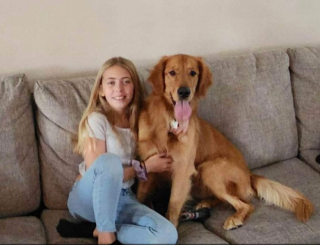 Illustration de l'article : Après 3 mois d’errance, un Golden Retriever retrouve enfin sa famille