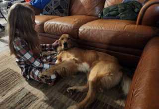 Illustration de l'article : Après 3 mois d’errance, un Golden Retriever retrouve enfin sa famille