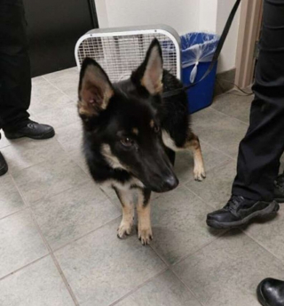 Illustration de l'article : Un employé de refuge découvre des chiens abandonnés sous une bâche trempée