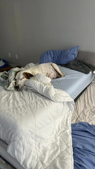 Illustration de l'article : Une chienne abandonnée donne naissance à 18 chiots chez sa famille d’accueil