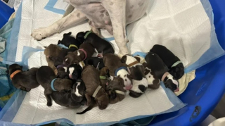 Illustration de l'article : Une chienne abandonnée donne naissance à 18 chiots chez sa famille d’accueil