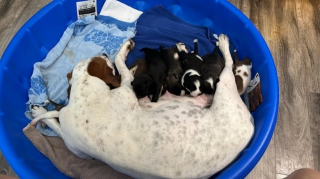 Illustration de l'article : Une chienne abandonnée donne naissance à 18 chiots chez sa famille d’accueil