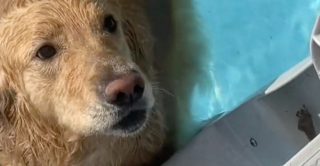 Illustration de l'article : Ce Golden Retriever aime tellement se baigner qu’il refuse de sortir malgré l’insistance de ses propriétaires