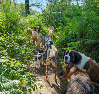 Illustration de l'article : Installée depuis 7 ans dans une ferme avec ses 20 chiens, cette femme a 20 semaines pour trouver une nouvelle maison