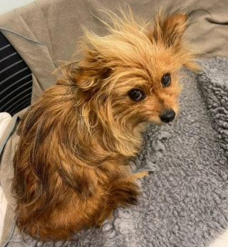 Illustration de l'article : Retrouvée dans un parc, blessée et avec ses 2 petits, cette chienne peut désormais profiter des joies d’un foyer chaleureux