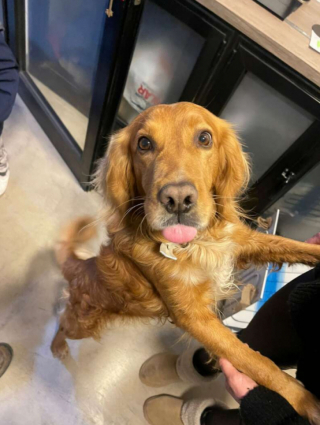 Illustration de l'article : Ce Golden Retriever facétieux tente de débuter une carrière en course automobile au grand dam de son maître