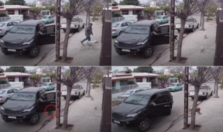 Illustration de l'article : Ce Golden Retriever facétieux tente de débuter une carrière en course automobile au grand dam de son maître