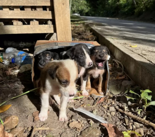 Illustration de l'article : Abandonnés dans un carton à côté d’une poubelle, ces 5 chiots peuvent désormais goûter au bonheur d’avoir une famille