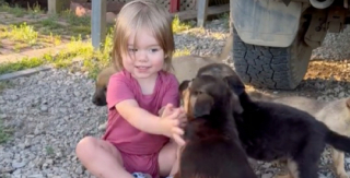 Illustration de l'article : Cette petite fille de 4 ans noue une amitié incroyable avec 4 chiots abandonnés (vidéo)