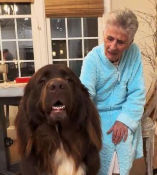 Illustration de l'article : Ce Terre-Neuve au caractère bienveillant est toujours présent pour son “arrière-grand-mère” humaine (vidéo)