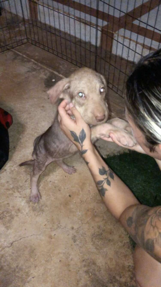 Illustration de l'article : Abandonnée sur une plage, puis sauvée malgré son agressivité liée à la peur, cette chienne est désormais méconnaissable (vidéo)