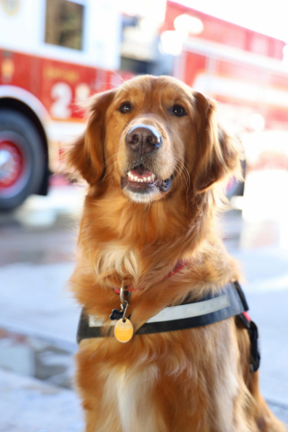 Illustration de l'article : Ce pompier se retrouve bloqué à l’extérieur du bâtiment et ne peut rentrer, mais heureusement, il peut compter sur sa chienne Koda (vidéo)