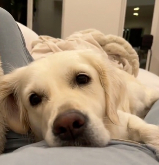 Illustration de l'article : Ce Golden Retriever passe de “toutou à papa” à “toutou à maman” lorsque sa maîtresse tombe enceinte, et c’est adorable (vidéo)