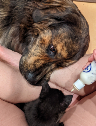 Illustration de l'article : Avec ses 39 kilos d’amour, ce chien adopte instantanément le chaton que sa maîtresse a recueilli en famille d’accueil