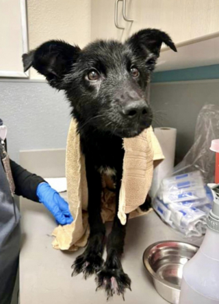 Illustration de l'article : Un chien maltraité vivant enfermé dans une cage est sauvé par des bons samaritains