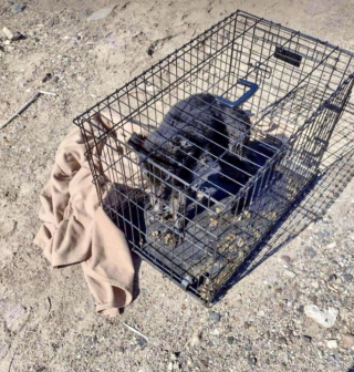 Illustration de l'article : Un chien maltraité vivant enfermé dans une cage est sauvé par des bons samaritains