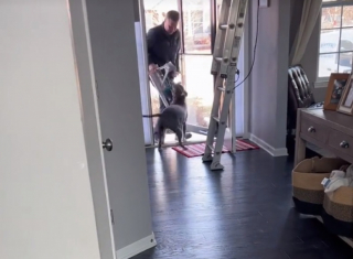 Illustration de l'article : Ce chien affectueux devient ami avec un peintre venu travailler chez lui