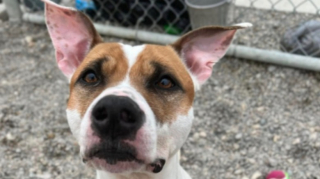 Illustration de l'article : Ce chien sans famille depuis plus de 100 jours ne supporte plus son séjour au refuge