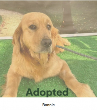 Illustration de l'article : Une chienne de refuge craintive retrouve le sourire grâce à l’amour de sa famille d’accueil (vidéo)