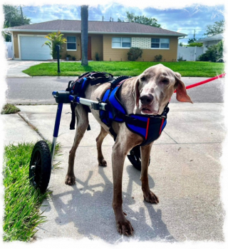 Illustration de l'article : Un chien de 20 ans abandonné par son propriétaire est recueilli par un refuge