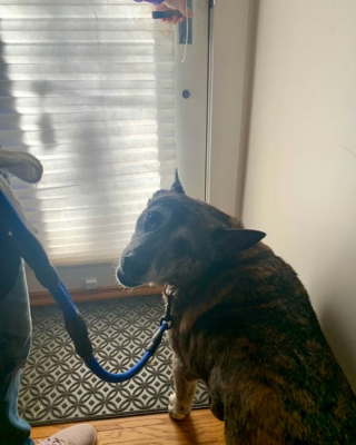 Illustration de l'article : Atteint d’une tumeur, ce chien sénior parcourt 5000 kilomètres dans l’espoir d’avoir les soins et l’amour dont il a besoin