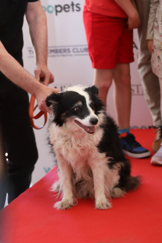 Illustration de l'article : Panda, sacré Palm Dog 2025 pour sa performance dans le film « The Love That Remains » de Hlynur Pálmason