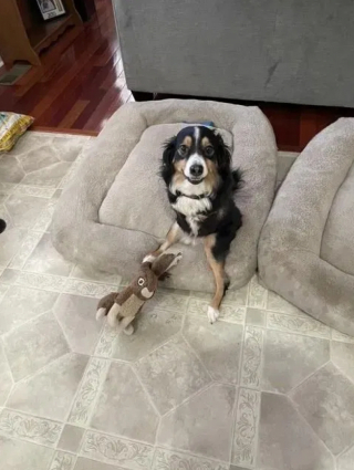 Illustration de l'article : Ce chien sans pattes avant apporte un soutien émotionnel précieux aux enfants et leur apprend l'estime de soi