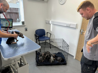 Illustration de l'article : Alors qu'ils se rendaient au travail, des ouvriers s'arrêtent pour sauver des chiots abandonnés sur le bord de la route