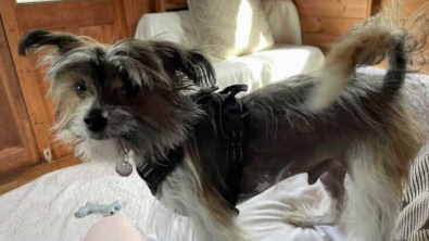 Illustration : Roger, le Chien Chinois &agrave; Cr&ecirc;te, tente de se reconstruire, apr&egrave;s avoir v&eacute;cu enferm&eacute; pendant 6 ann&eacute;es dans une cage exigu&euml; 