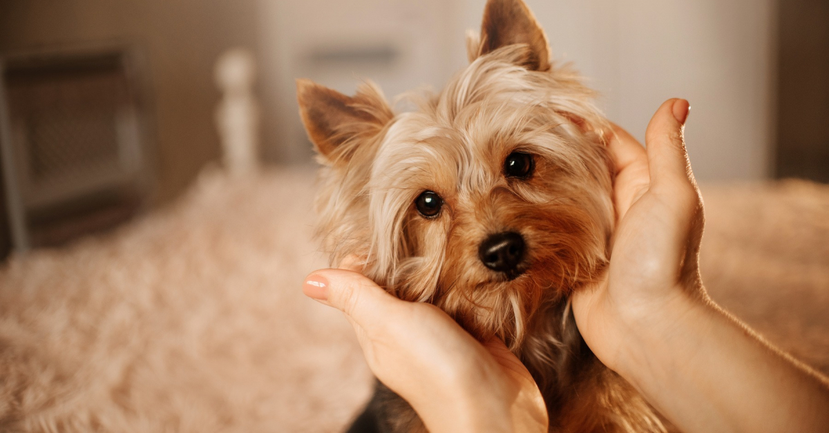 Choisir un chien de petite taille avantages et inconvénients