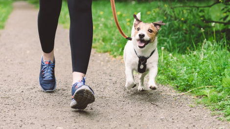 Illustration : L'importance de l'exercice pour un chien
