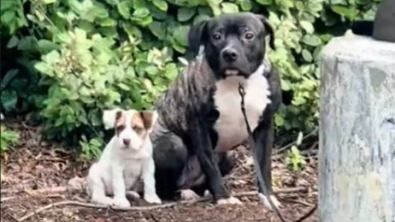 Illustration : 2 chiens &agrave; l&rsquo;amiti&eacute; fusionnelle, victimes d&rsquo;un abandon r&eacute;voltant, ont la plus belle des surprises, gr&acirc;ce aux b&eacute;n&eacute;voles qui les ont recueillis (vid&eacute;o)