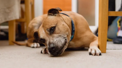 Illustration : S&eacute;par&eacute; de son ma&icirc;tre &agrave; cause de la maladie, Duke patiente pendant plus de 500 jours sans trouver une nouvelle famille