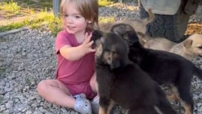 Illustration : Une petite fille &acirc;g&eacute;e d&rsquo;un an et demi noue des liens tr&egrave;s forts avec 4 jeunes chiots abandonn&eacute;s, recueillis par ses parents (vid&eacute;o)